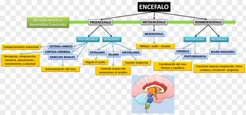 Brain Agy Midbrain Diencephalon Art Beyin PNG