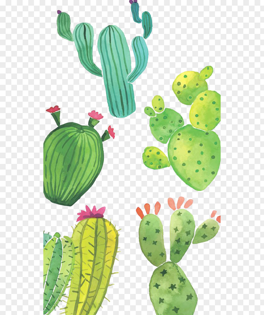 Painted Green Cactus Huawei P10 Sony Xperia Z5 Cactaceae Succulent Plant Wallpaper PNG