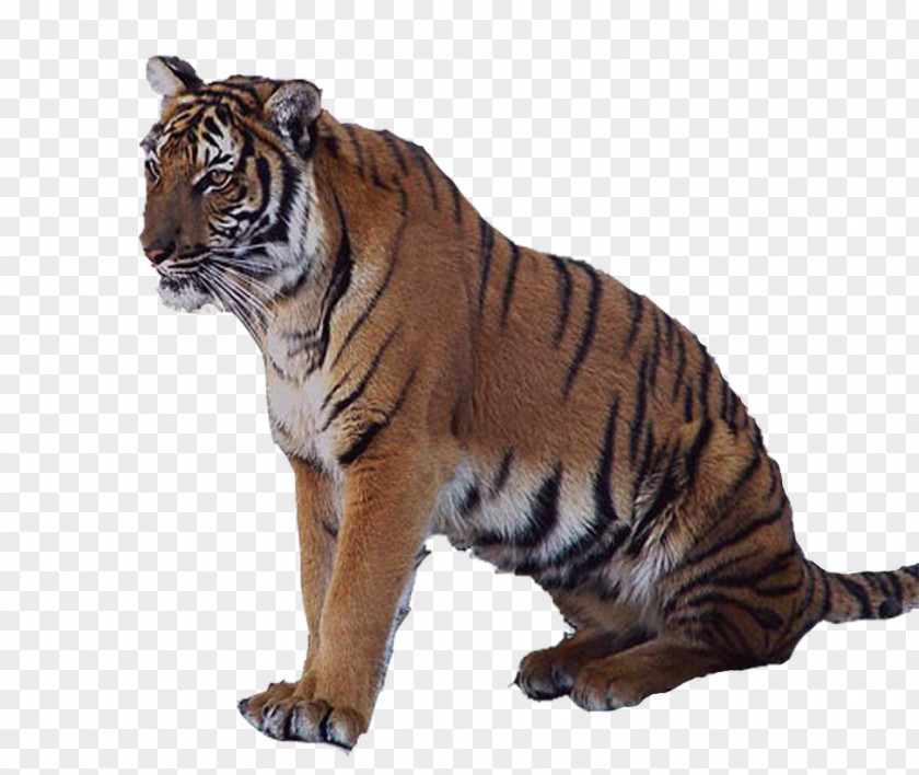 Tiger Lion Animal PNG