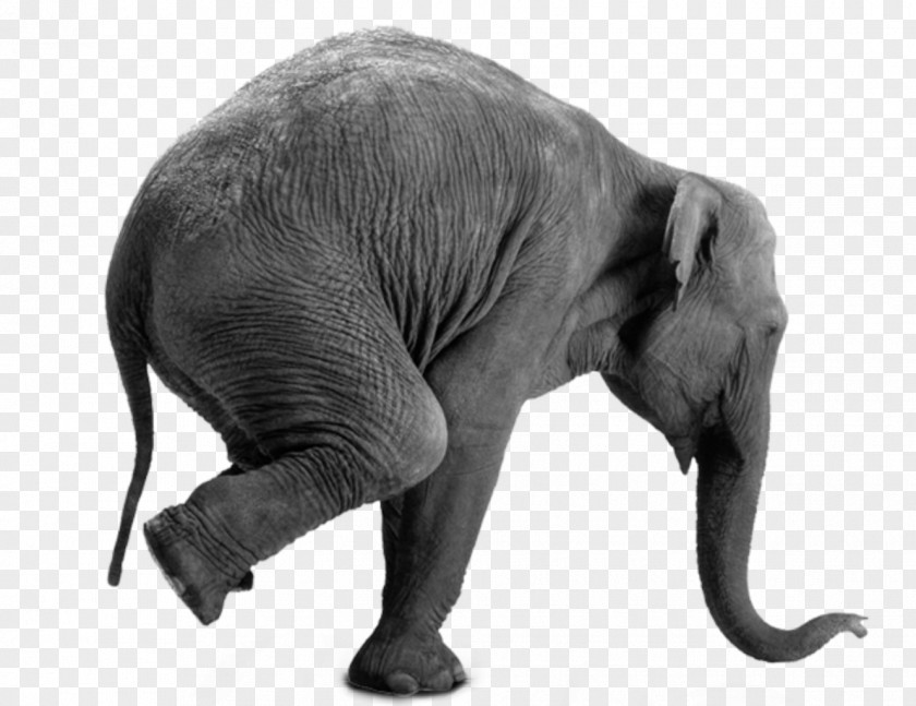 African Elephant Gray Matter: Why It's Good To Be Old! On Wheels Interim Ministry Network Inc PNG