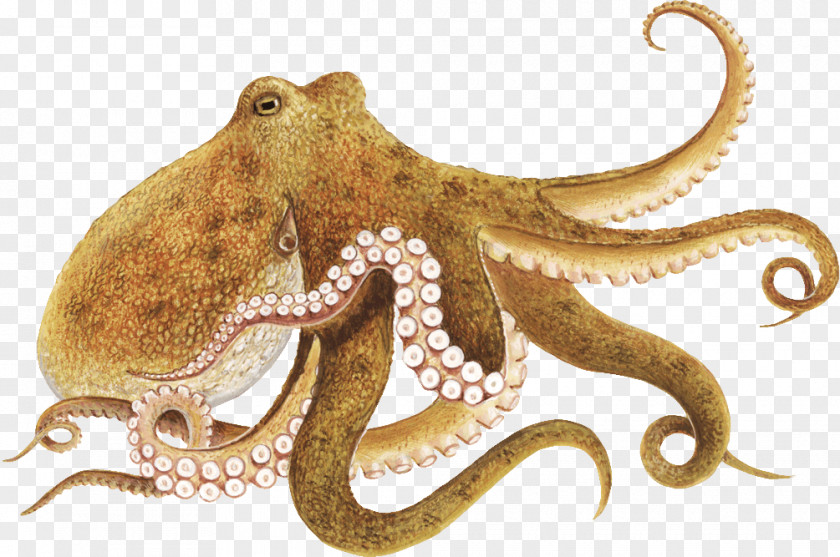 Enteroctopus Dofleini Other Minds: The Octopus And Evolution Of Intelligent Life Clip Art PNG