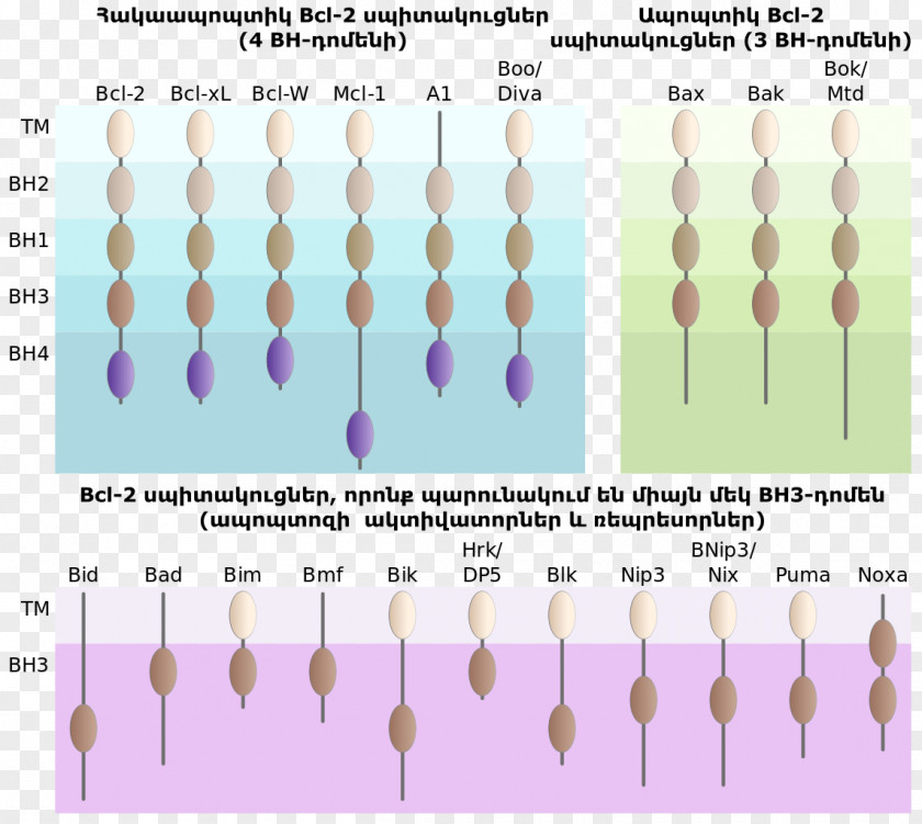 Hy Apoptosis Cell Immunology Protein Melhoramento Genético PNG