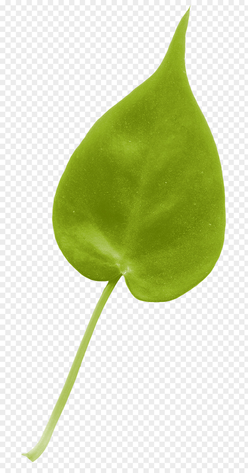 Leaf TinyPic Plant Stem PNG