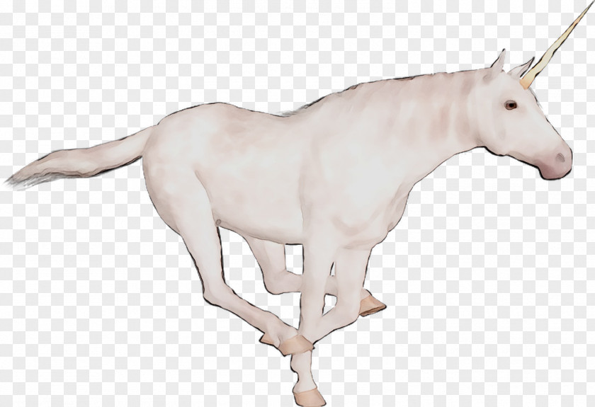 Mule Mustang Unicorn Oryx Donkey PNG