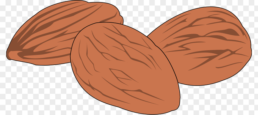 Peanut Clip Art PNG