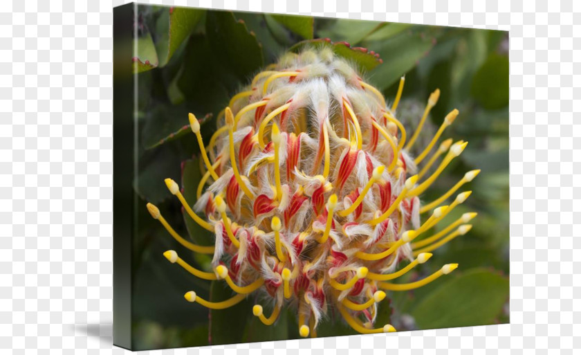 Sugarbushes Spider Flower Close-up PNG