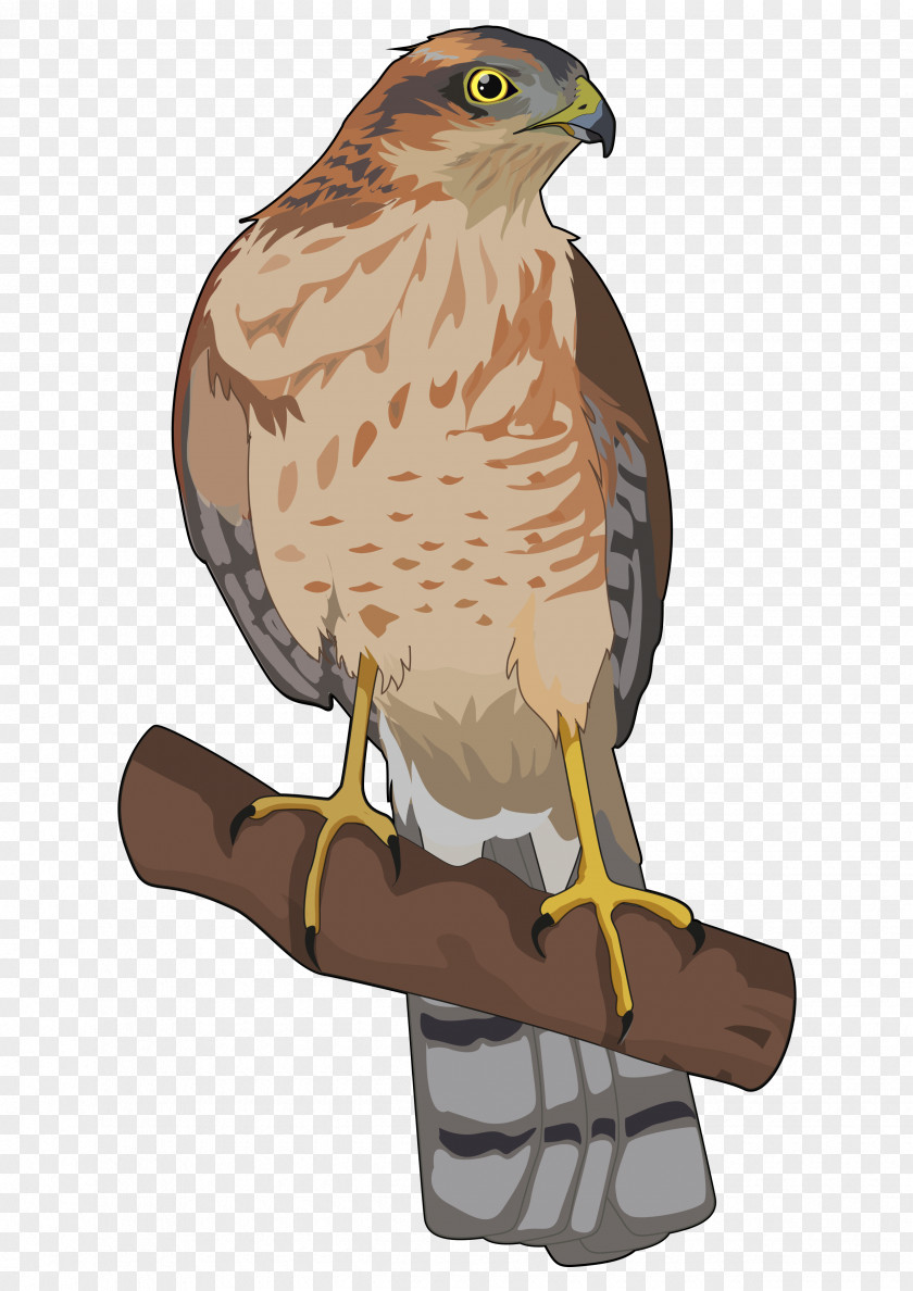 Bird Hawk Common Kestrel Anatomy Caldera De Taburiente National Park PNG