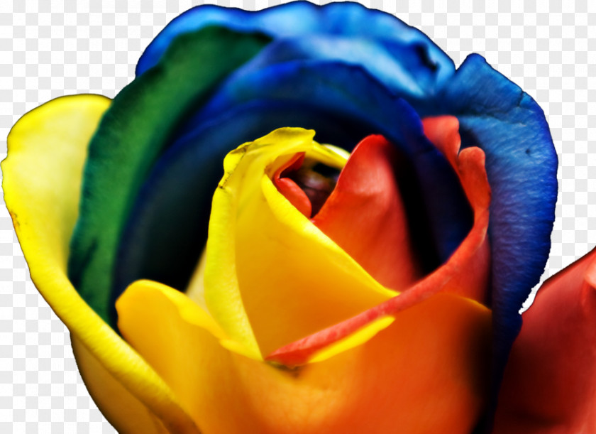 Rose Rainbow Flower Color Garden Roses PNG