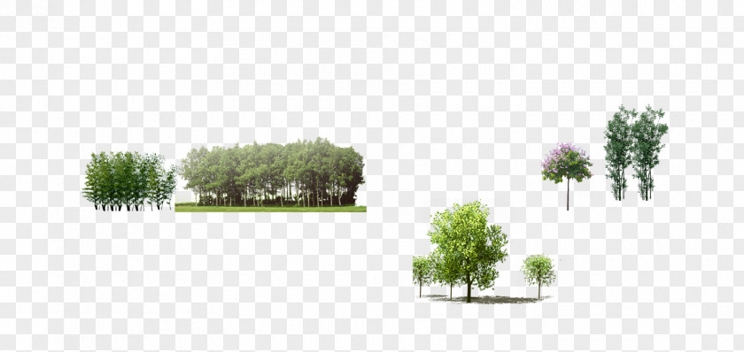 Tree Download Leaf Icon PNG