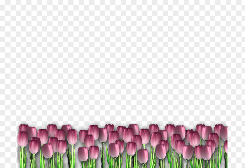 Tulip Picture Frames PNG
