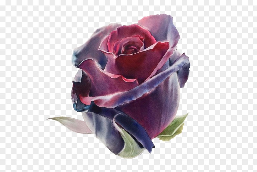 Wine Red Rose Watercolor: Flowers Watercolor Painting Drawing Artist PNG