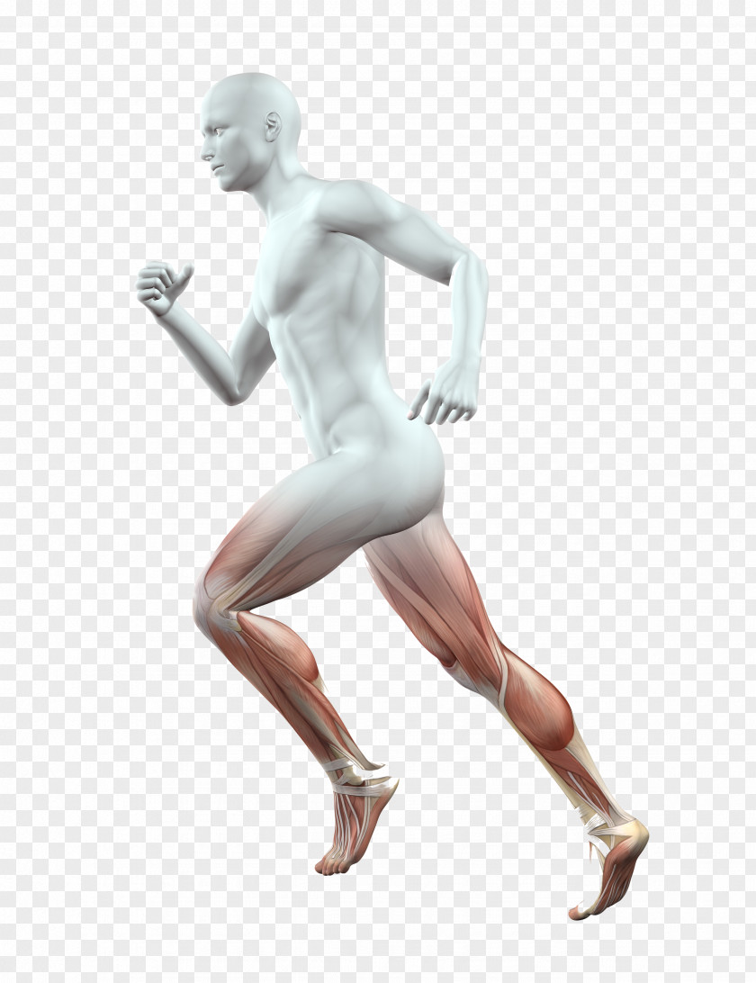 Legs Human Body Anatomy Stock Photography Homo Sapiens Muscle PNG