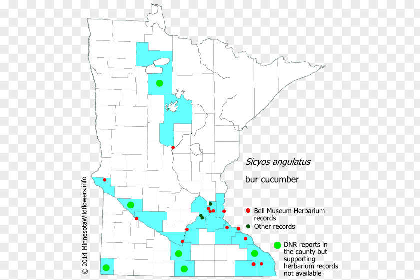 Minnesota Department Of Natural Resources Golden Alexander Wildflower Map PNG