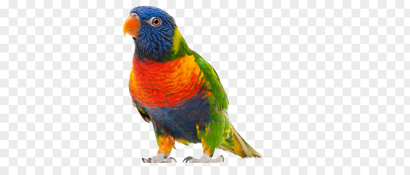 Parrot PNG clipart PNG