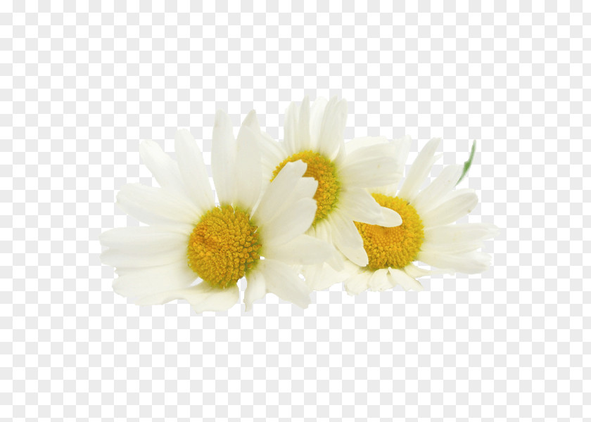 Tea Roman Chamomile Extract Oil PNG