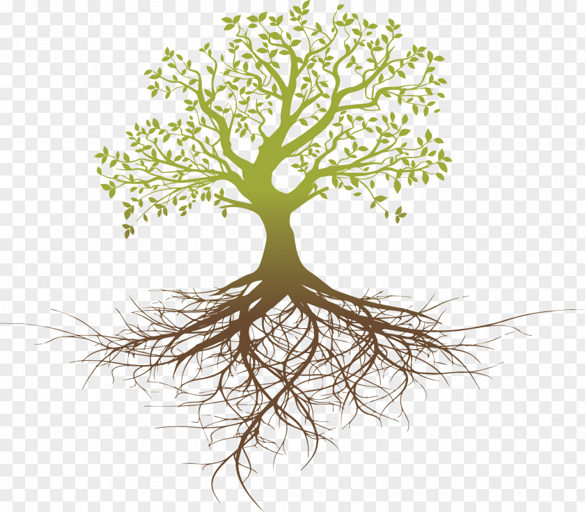 Thinking Root System Tree Oak PNG