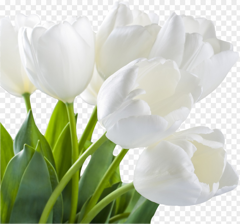 Tulip Artificial Flower Stock Photography Bouquet PNG