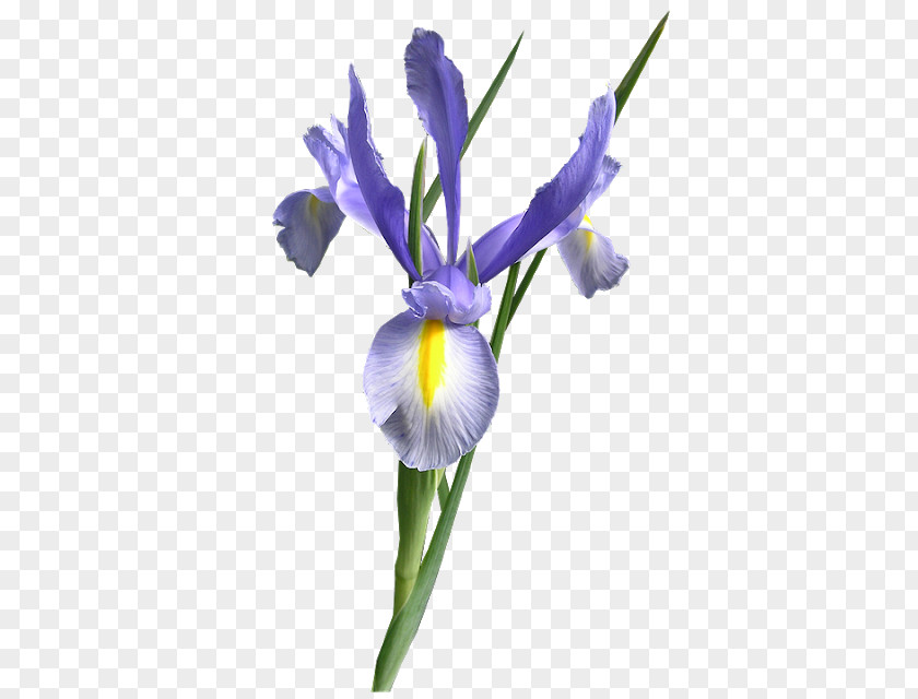 Blue Iris Orris Root Northern Flag Flower Purple PNG