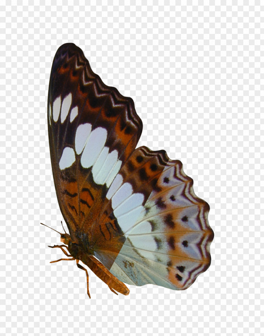 Buterfly Butterfly Insect Art Moth PNG