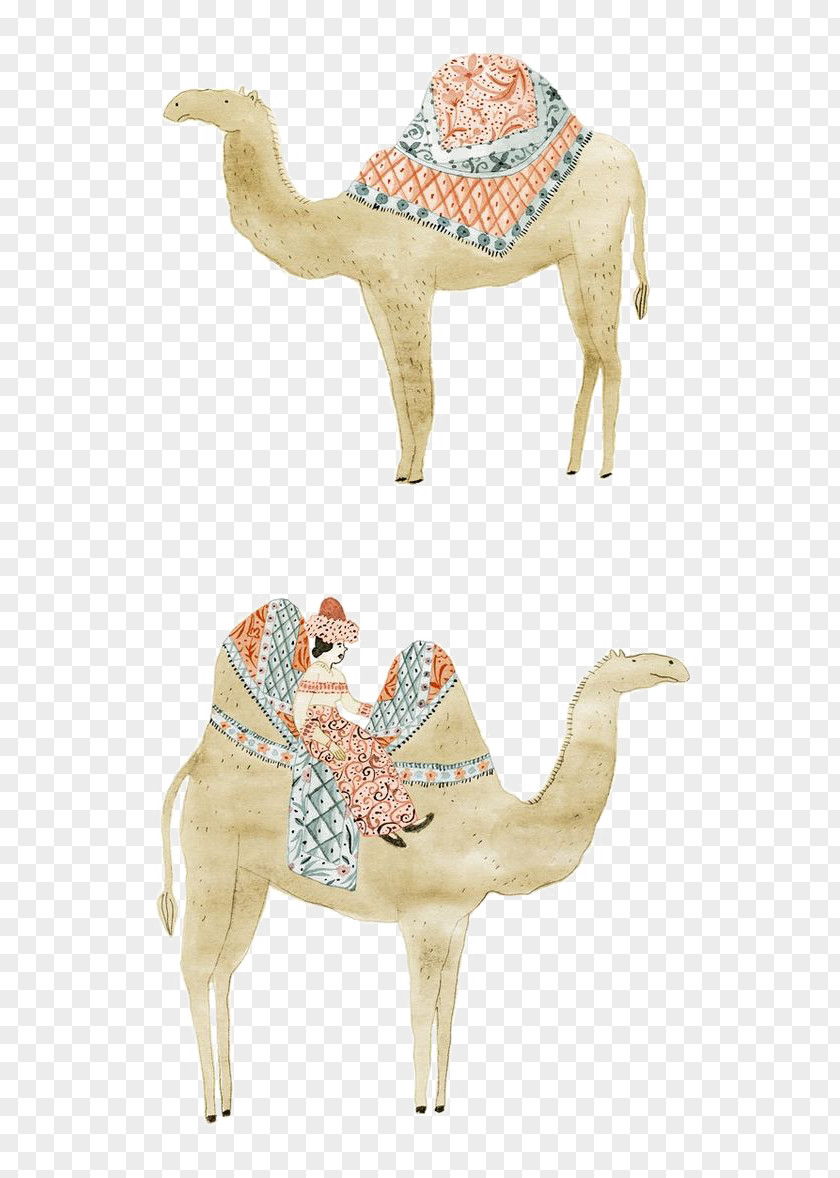 Camel Dromedary Animal PNG