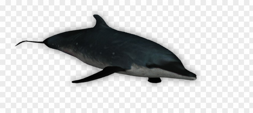 Dolphin Common Bottlenose Tucuxi Porpoise PNG