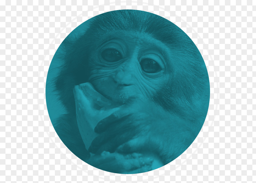 Gorilla Monkey Turquoise Snout Ape PNG