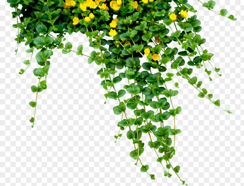 Hangs Plant Download Clip Art PNG