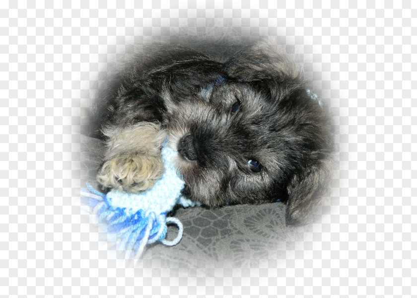 Kitten Whiskers Schnoodle Puppy Dog Breed PNG