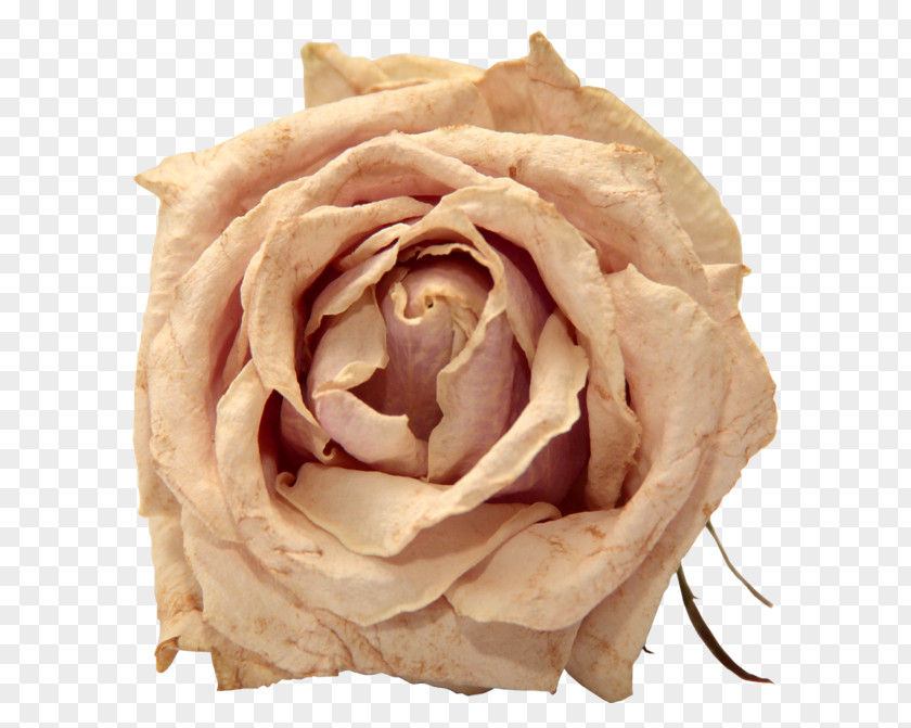 Rose Clip Art PNG