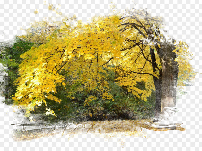 Autumn Season Desktop Wallpaper Photography PNG