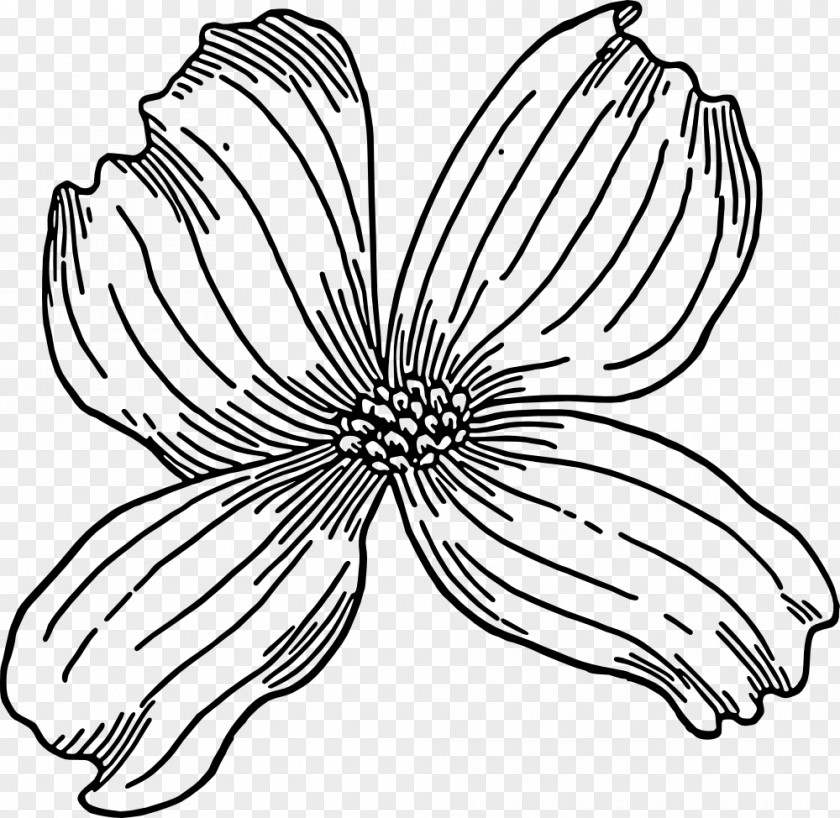 Drawing Wildflower Flower Line Art PNG