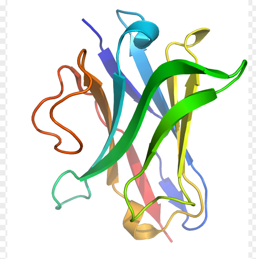 Free Camel Clips Single-domain Antibody Immunoglobulin Heavy Chain Light Heavy-chain PNG