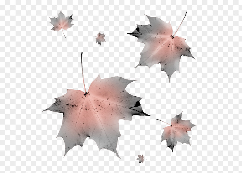 Leaf Maple Petal PNG