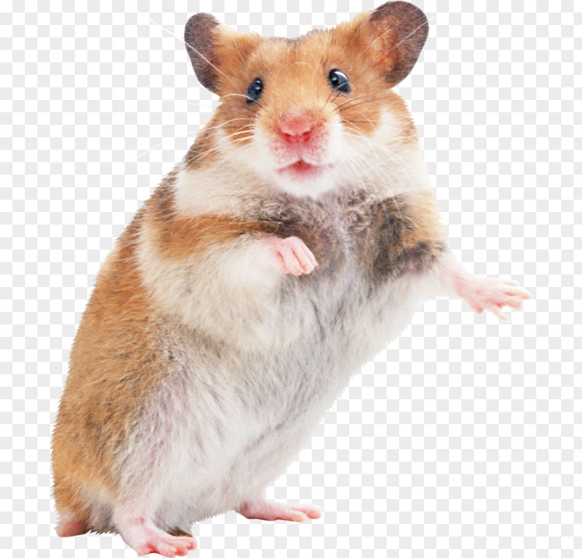 Mouse Golden Hamster Gerbil Rodent PNG