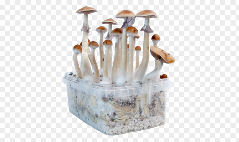 Mushroom Edible Magic Mushrooms Psilocybin PNG