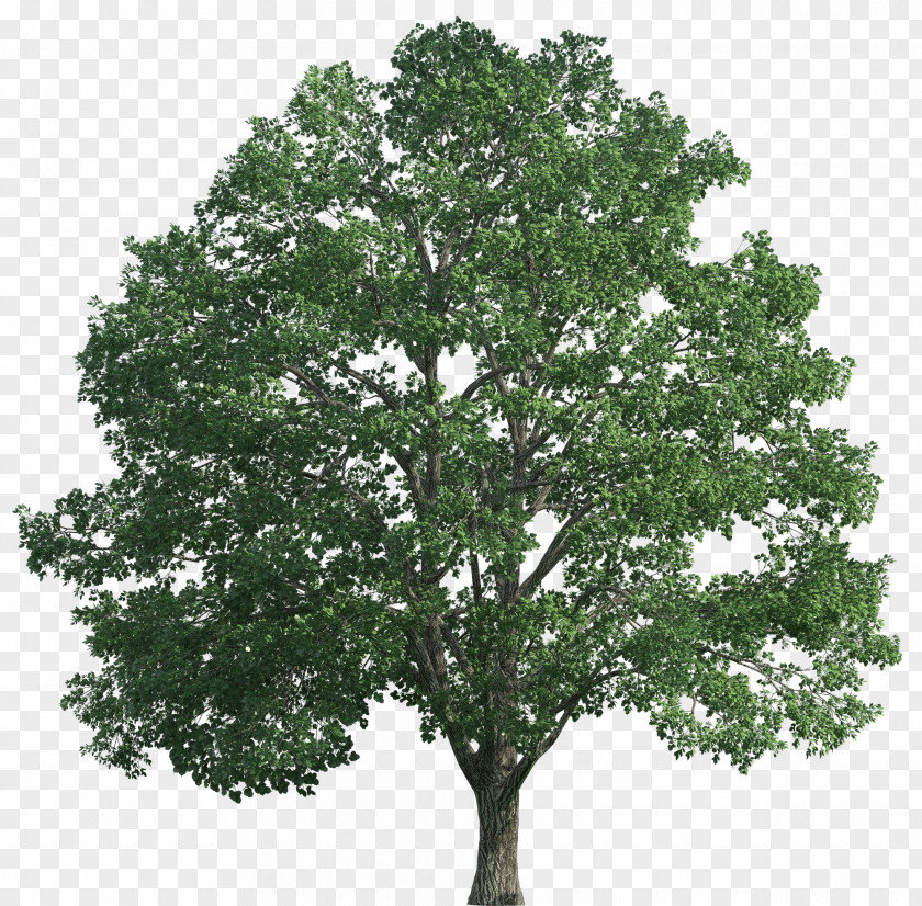 Walnut Tree Desktop Wallpaper Oak Clip Art PNG