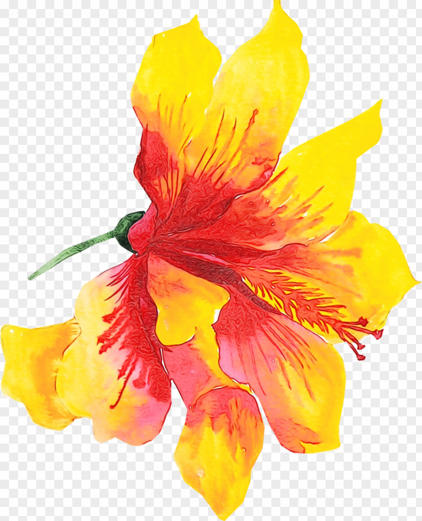 Cut Flowers Hibiscus Orange PNG