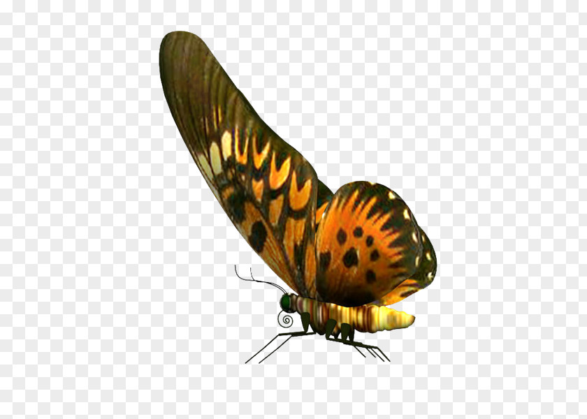 Qo Butterfly PhotoScape Stock Photography PNG