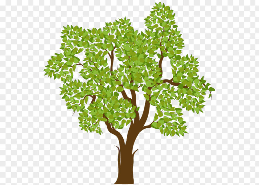 Tree PNG