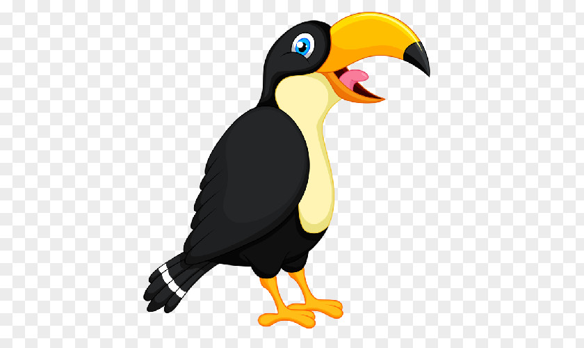 Bird Toucan Parrot Beak Clip Art PNG