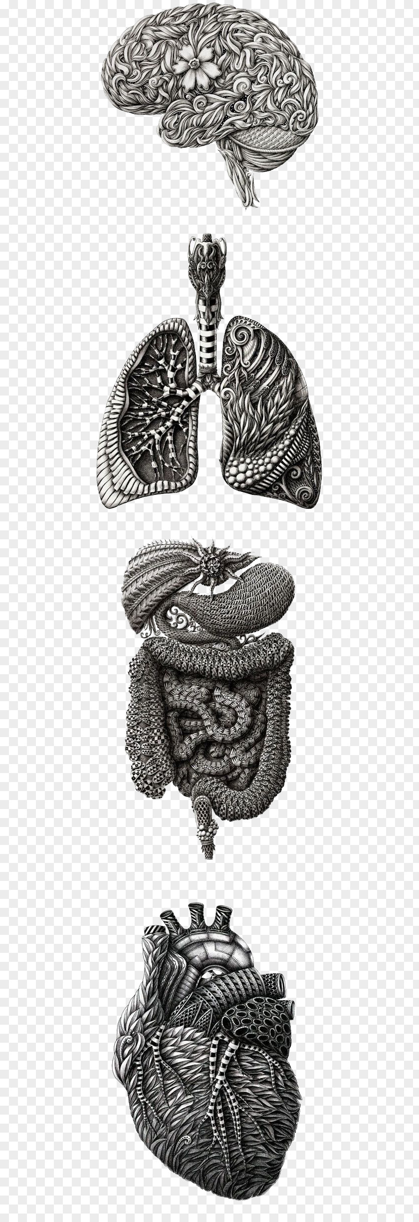 Floral Design Human Anatomy Heart Body Iris PNG