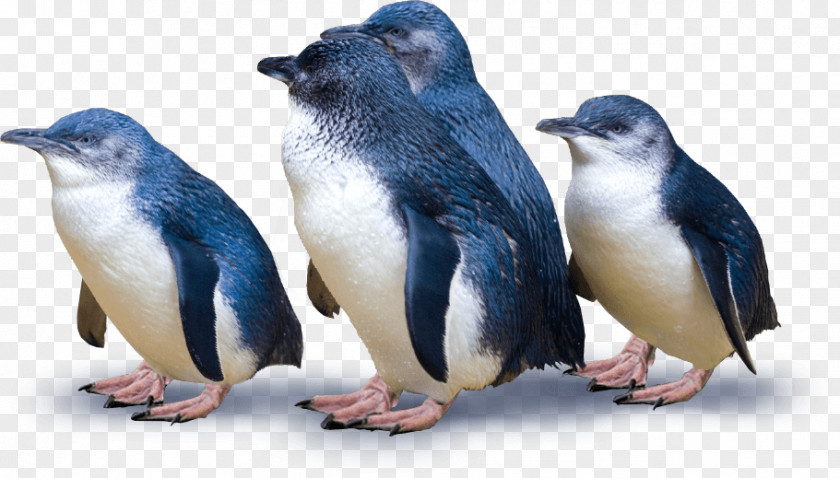 Penguins Dunedin Otago Peninsula Blue Pukekura PNG