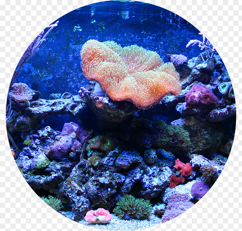 Reef Aquarium Aquariums Filters Fish PNG