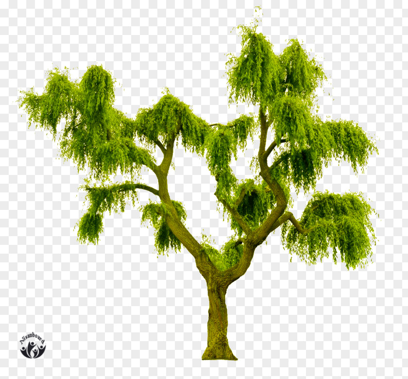 Royalty-free Stock Photography Tree Shutterstock PNG