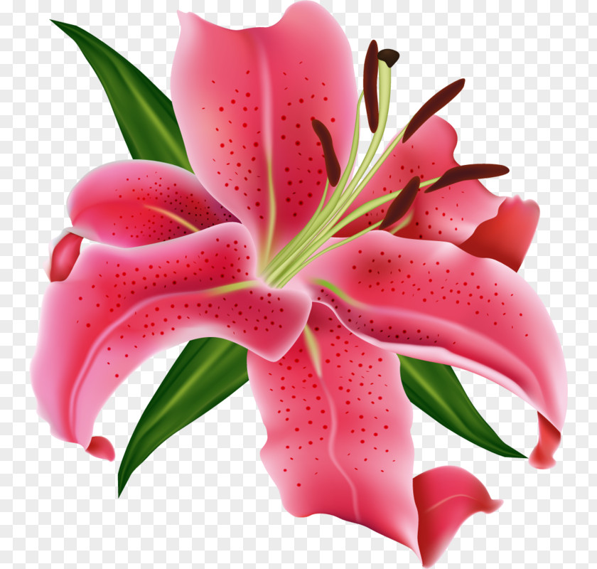 Transparent Flowers Flower Clipart Vector Graphics Stock Photography Illustration Design PNG
