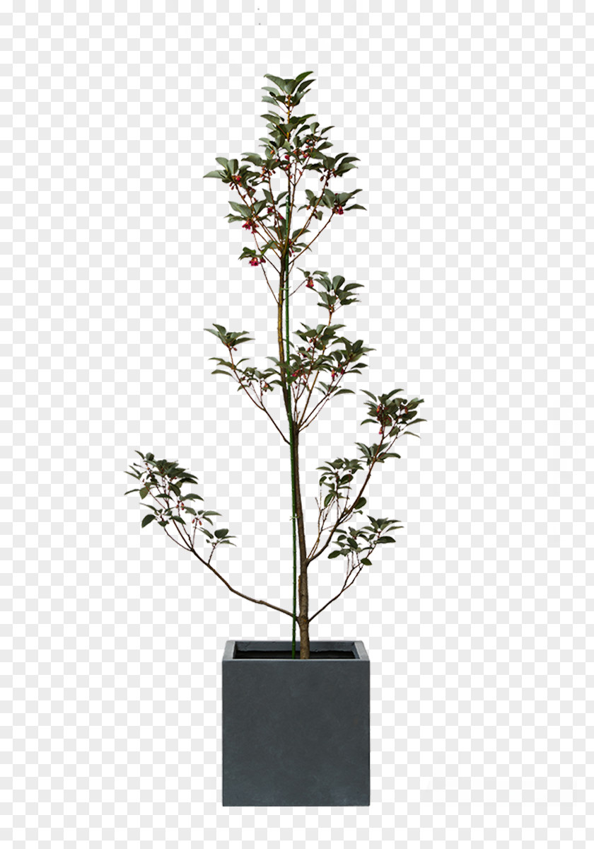 Australia Houseplant Myrtle Family Wattles PNG