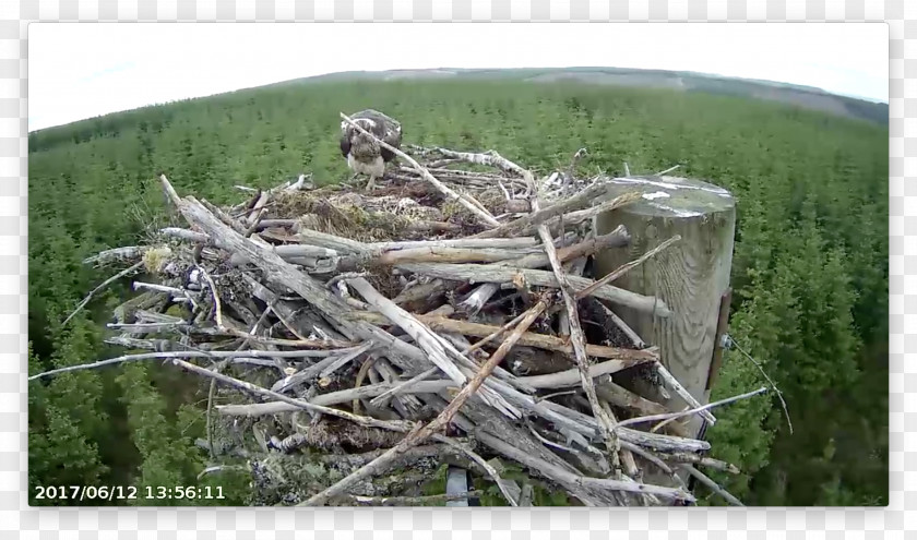 Chick Nest NEST+m Branching PNG