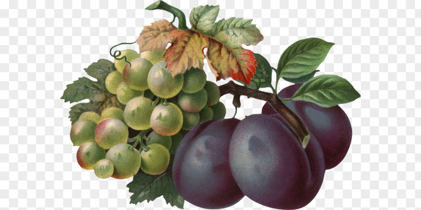 Grape Common Vine Wine Berry Seedless Fruit PNG