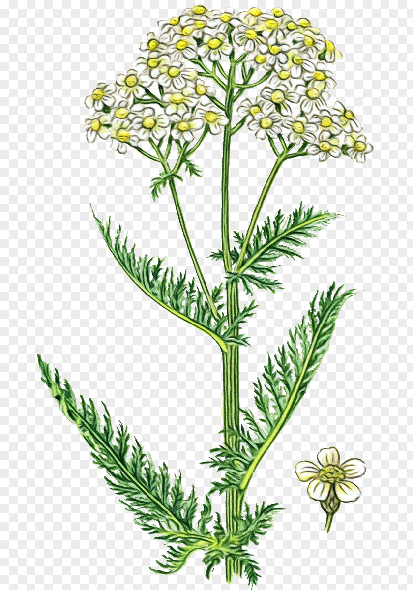 Heracleum Plant Perennial Cow Background PNG