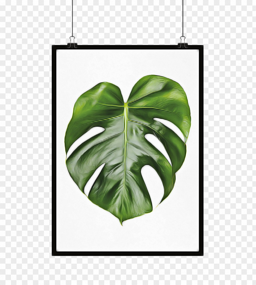 Houseplant Monstera Deliciosa Leaf Green Plant Anthurium Flower PNG